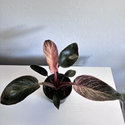 Philodendron Pink Birkin