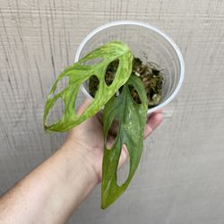 4” monstera adansonii mint