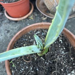 Agave Succuletent