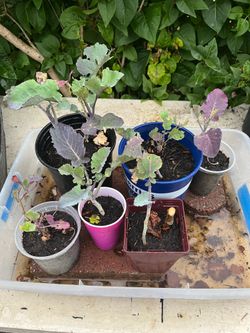 Purple giant tree collards