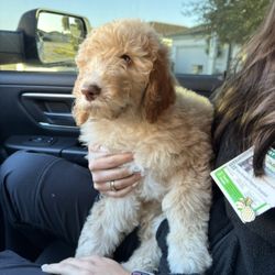 F2 Golden Doodle 