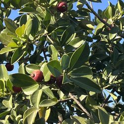 Guavafresa-  Strawberry Guava 