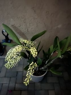 Hoa Lan Úc