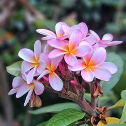 Plumeria Trees Rooted And Ready 