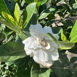 Gardenia Bush