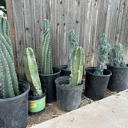 Night Blooming Cactus, Totem, Pole, Spiral