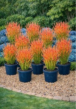 10 of 16-24” Beautiful Red Fire Stick Plant In A Pot, Pencil Plant Succulent $15 each, 10 for $100