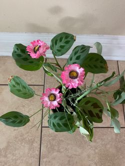 Planta