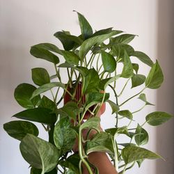 Vining Queen Pothos for Sale