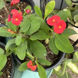 1 Gallon Coronas De Cristo 10 Each 