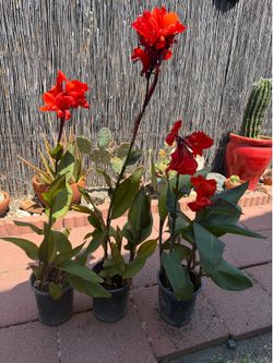 CANNA LILIES red/ orangy gal pot, each $7