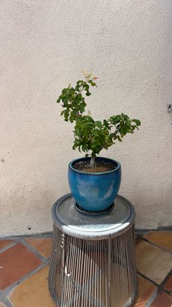 Bonsai Tree 