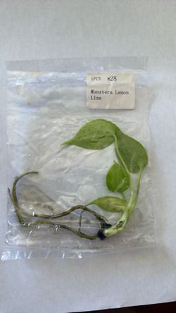 Monstera Lemon Lime TC
