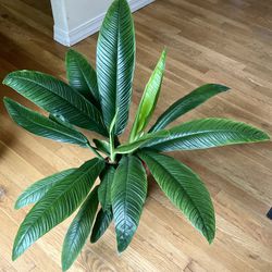 Large Rare Philodendron Campii Lynette Plant in 10in. Pot / Free Delivery Available 