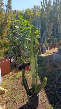 Euphorvia cactus succulent triple