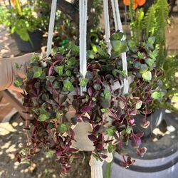 string heart succulent 