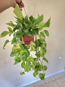 ππΏPothos Neon QueenπΈπ