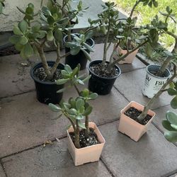 Jade Plants