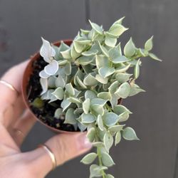 Dischidia Ruscifolia Million Hearts Variegated Plant 2" Pot - Indoor House Plants 