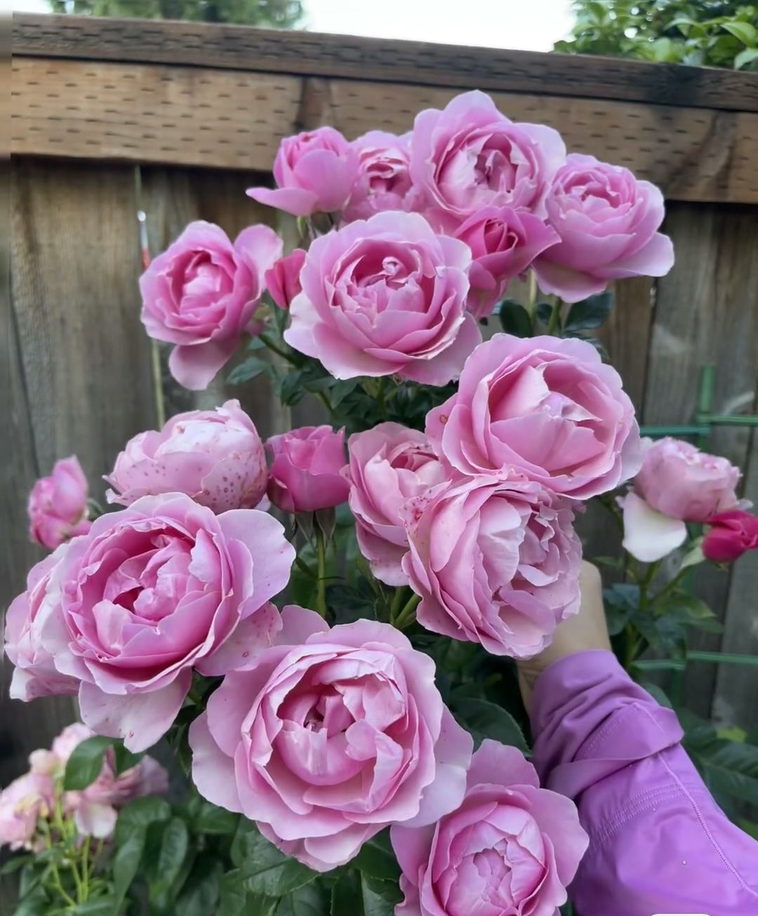 All Dressup Roses