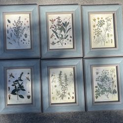 Set Of 6 Framed Botanical Prints