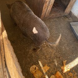 Chancho