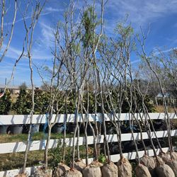 Arboles De Mesquite De Bola Chica 12ft Tall 