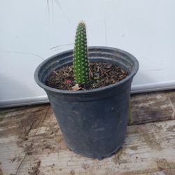 Cactus Cacauete