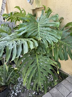 Giant Monstera plant