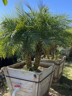 Cajas de madera 24 galones $160cada uno