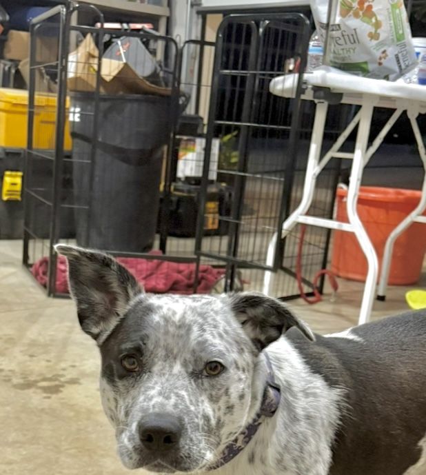 Outdoor and Indoor Rollick Dog Playpen