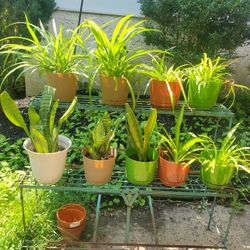 Spider and Snake Plants