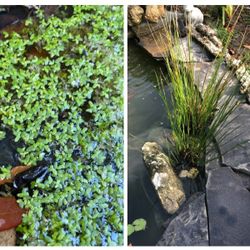 Pond Plants ( Rush And Duck Weed)