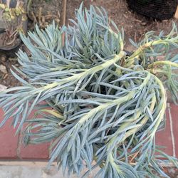 5 gallon Blue chalk stick succulent