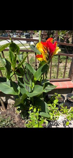 Yellow and red canna lily