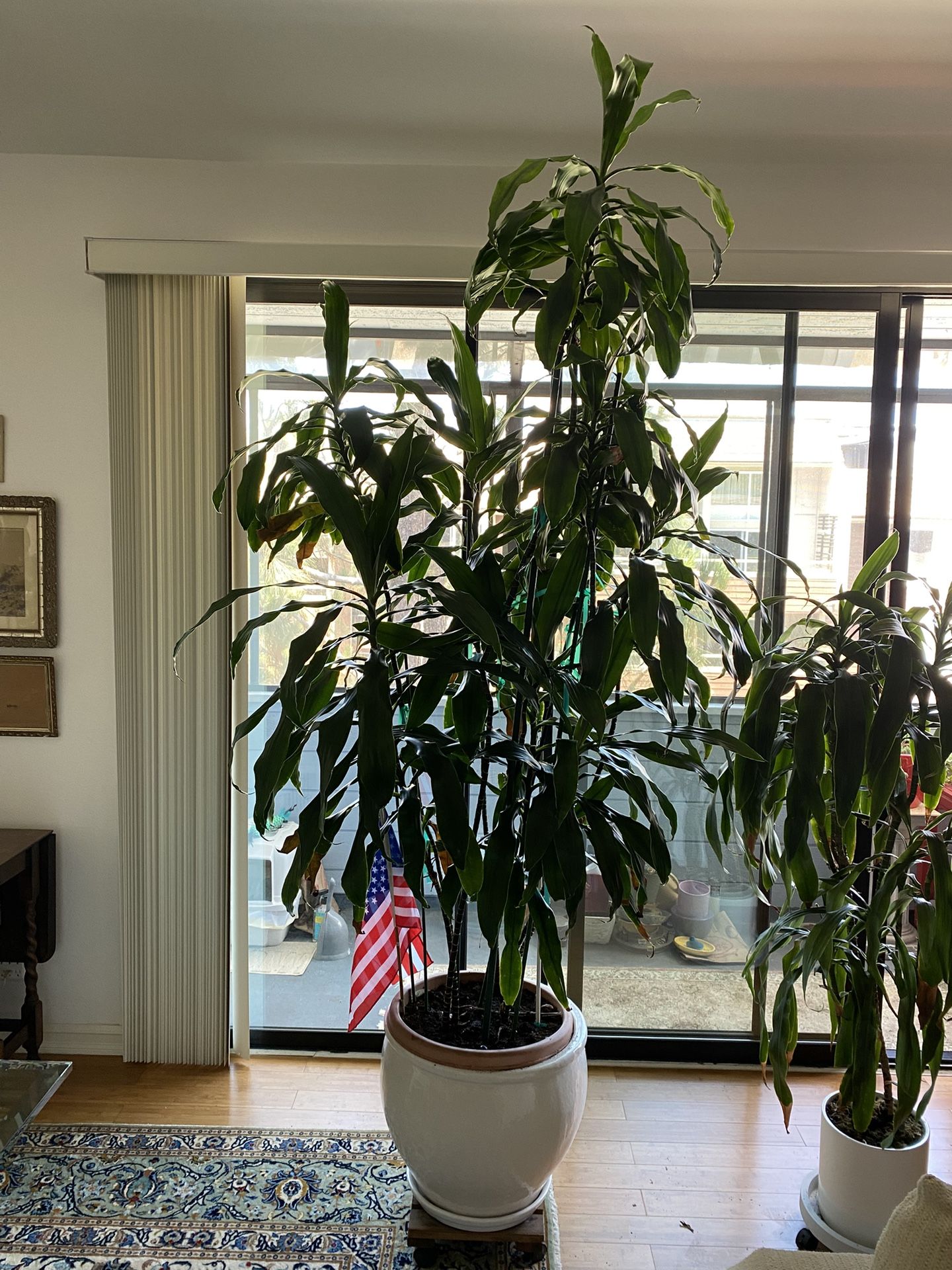 Corn Plant Dracaena Fragrant 8 Foot And 5 Foot