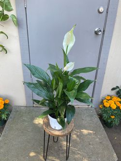 Spathiphyllum Peace Lily House Plant 6” Pot