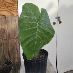Big Elephant Ears