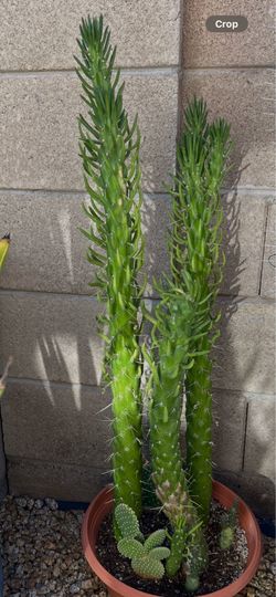 Combo Cactus Plant