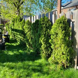 Fence Tree Arbvitee Arbs 
