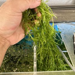 Guppy Grass