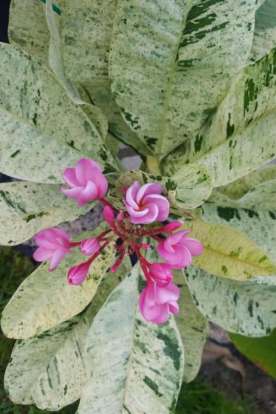 Plumeria / Frangipani Variegated ๐ธ( Pink Maya ) Professionally Grafted, Fully Rooted Cutting In Pot