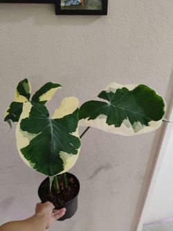 Alocasia Mickey mouse