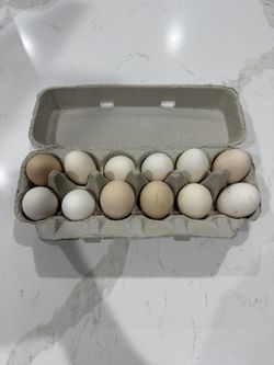 Fresh Eggs