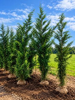 🌲 Leyland Cypress — Multiple Sizes Available! 🌲