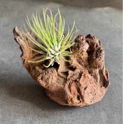 Unusually Shaped Natural Red Volcanic Rock with Notable Crevice and Air Plant