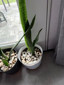 Snake Plant in Pot price for each