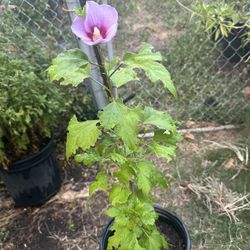 planta de tulipan