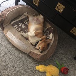 15" Squeaky Yellow Duck Dog Toy Brand New