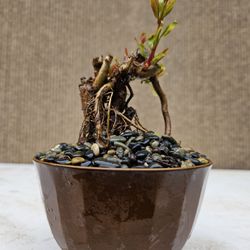 Pomegranate Bonsai Tree 